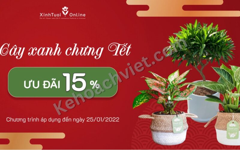 KẾ HOẠCH KINH DOANH CÂY CẢNH - Kehoachviet.com 3