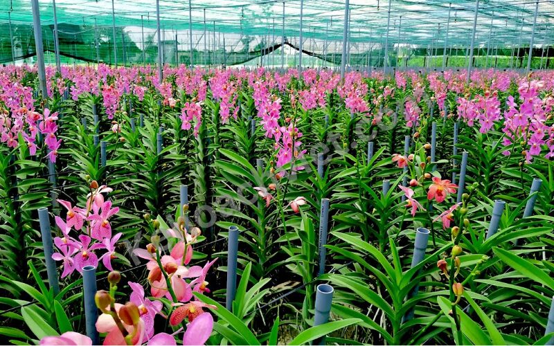 KẾ HOẠCH KINH DOANH CÂY CẢNH - Kehoachviet.com 4