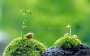 Mệnh mộc nên kinh doanh gì? - Kehoachviet.com 3