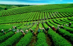 Dân số tỉnh Bắc Kạn - Kehoachviet.com 2