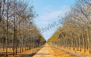 Dân số tỉnh Dak Lak - Kehoachviet.com 3